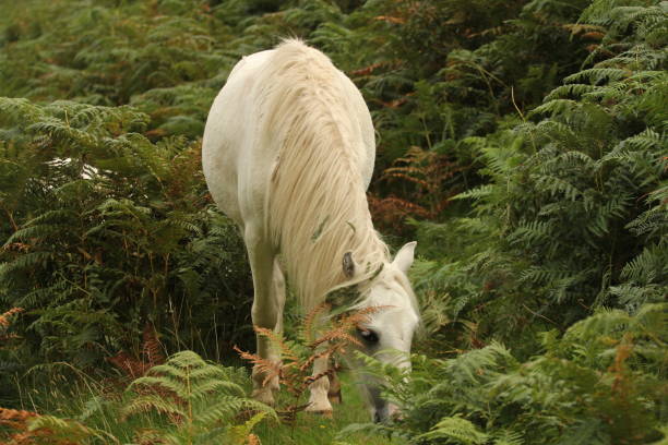 Low angle view of a single white pony grazing amongst grass and bracken in the wild