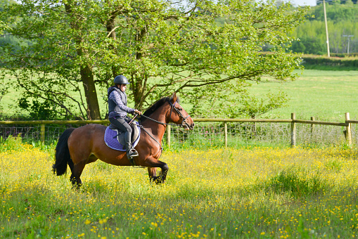 Bay horse and her young female rider enjoy riding in English countryside, on a summers day enjoying moving freely.