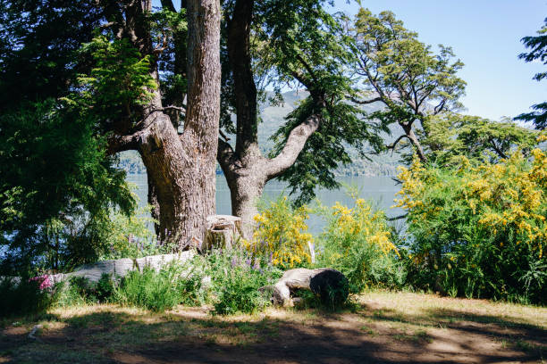 Nestled in the northern sector of the Nahuel Huapi National Park, surrounded by lakes, forests and mountains, it is considered one of the most beautiful towns in the Andean Patagonia, earning the nickname \