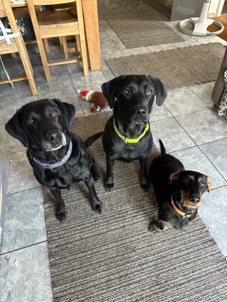 istock Sitting Labradors dachshund 1990956325