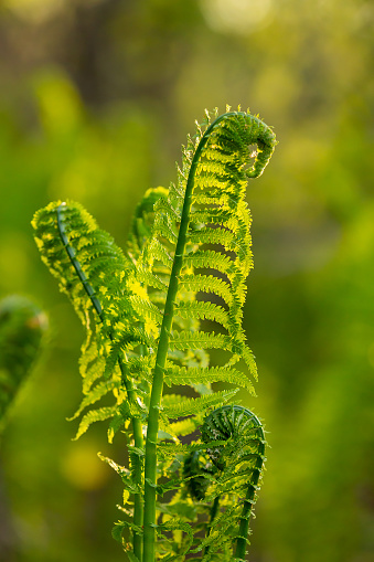 Close-up of ferns growing in the woods at dusk. Taken in springtime.