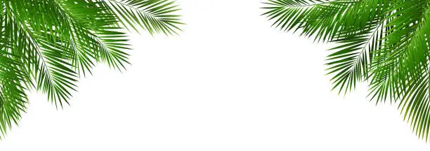 Vector illustration of Border With Green Palm Tree Leaves