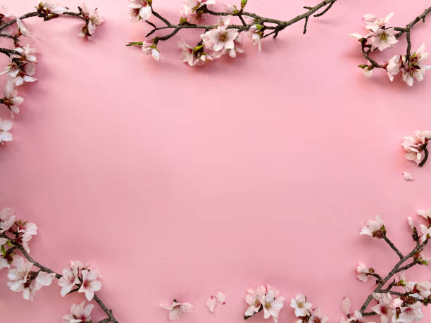istock Frame with blossoming almond flowers on a pink paper background. Copy-space for your text. 1990962487
