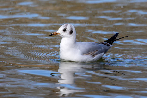 istock The European Herring Gull, Larus argentatus is a large gull 1990967191