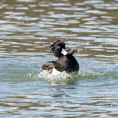 The tufted duck, Aythya fuligula, a small diving duck spreading its wings on water on the Kleinhesseloher Lake at Munich, Germany