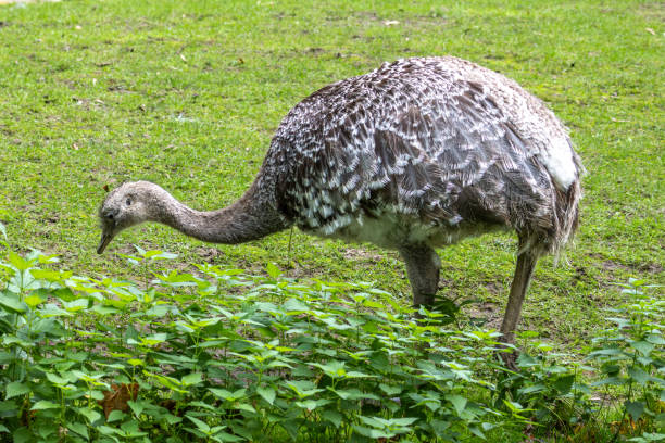 istock Darwin's rhea, Rhea pennata also known as the lesser rhea. 1990969308