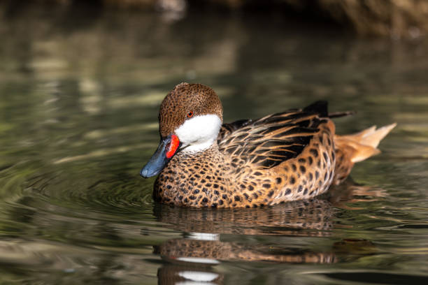 White-cheeked pintail, Anas bahamensis, also known as the Bahama pintail. White-cheeked pintail, Anas bahamensis, also known as the Bahama pintail. Wildlife animal. white cheeked pintail duck stock pictures, royalty-free photos & images