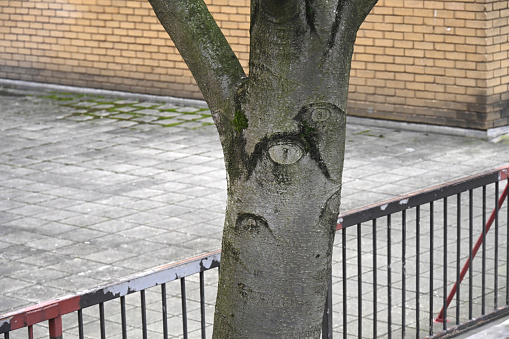 Urban tree bark pattern that resemble surreal human faces. It's a phenomenon called pareidolia