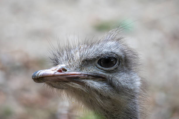 The common ostrich, Struthio camelus, or simply ostrich, is a species of large flightless bird native to Africa. It is one of two extant species of ostriches