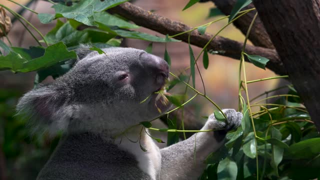 Close up of koala bear eating