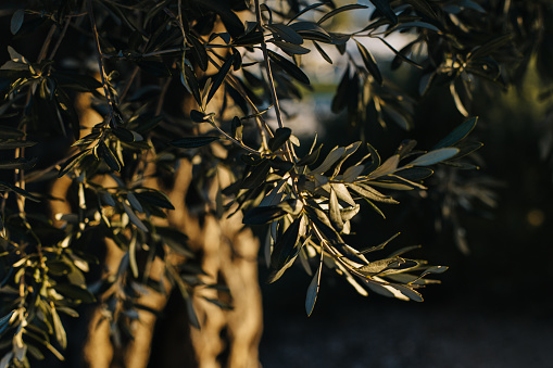 Fresh branches of olive tree in a garden on a sunny day. Selective focus.