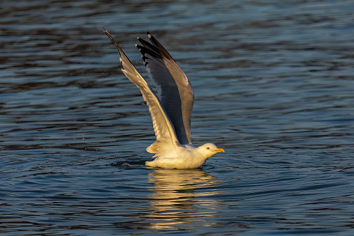 A herring  gull (larus argentatus smithsonianus) on the  Lake Michigan,