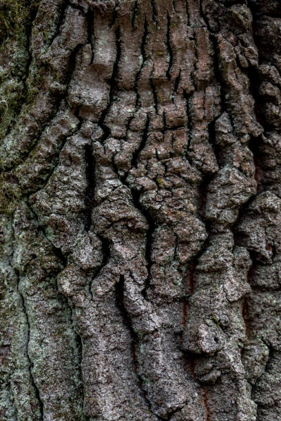 istock Background and pattern. rustic wood bark texture background of common hornbeam. 1991047119