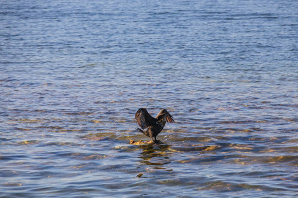 One cormorant sitting on rock drying their wings in the ocean