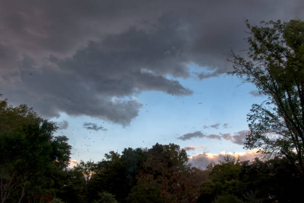 A Cloudy sky, shaking trees and birds fleeing the next storm