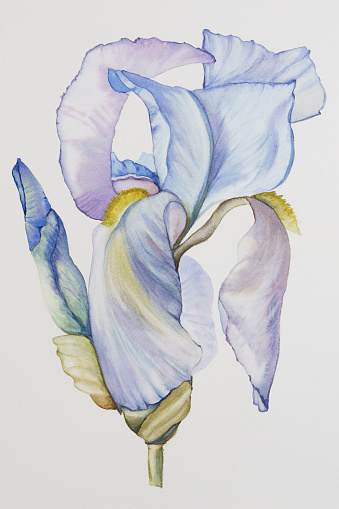 Blue iris watercolor painting, a handmade drawing of a beautiful flower close-up on a white cotton paper background
