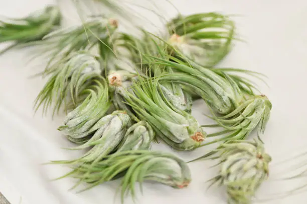 Photo of Green tillandsia air plants on a white background