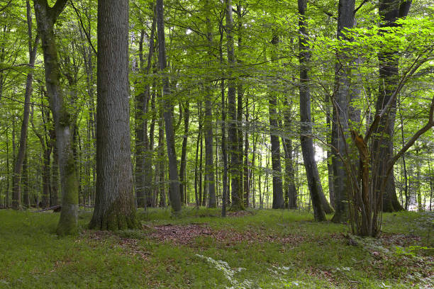istock Gribskov Forest, Denmark 1991091757