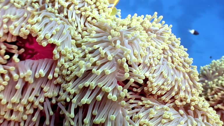 Underwater world with clownfish and sea anemones in Red Sea.