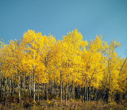 Peak season yellow aspen grove against a blue sky background.