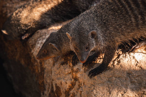 istock Family of mongooses 1991111597