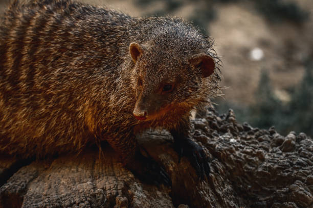 istock Family of mongooses 1991112082