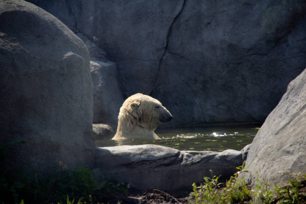 istock Polar bear bathing at a zoo 1991148427