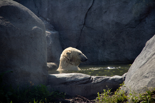 Polar bear bathing at Assiniboine park zoo in Winnipeg on a sunny day