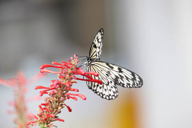 black and white butterfly sits on the tip of a red flower