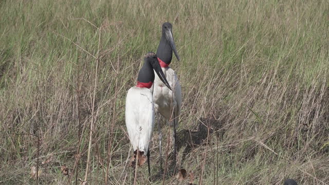 Giant Jabiru Stork, Jabiru mycteria, wading through a swamp in the wetlands of the border region between Brazil and Bolivia close to the Pantanal.