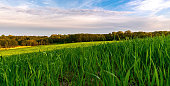 Green spring sown field and sunset sky