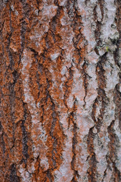 Natural plant gray brown background from dry bark on a tree oak