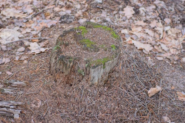 brown anthill with ants on an old tree stump in the forest