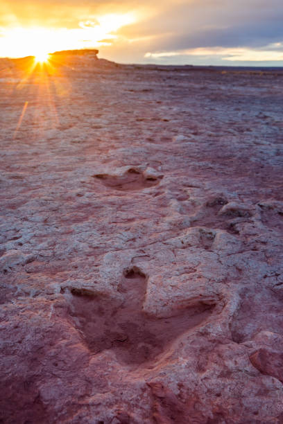 tracce di dinosauri dall'arizona - dinosaur footprint track fossil foto e immagini stock