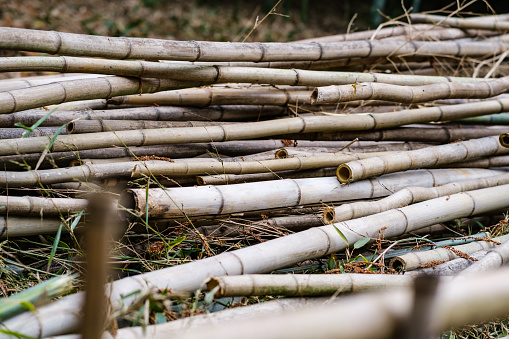Pile of cut bamboo branches. Heaps of bamboo for making crafts, musical instruments or building materials
