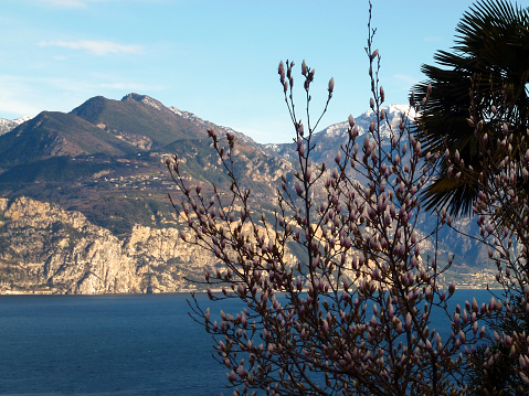 In the foreground is a blossoming sakura tree. In the background is a sea bay at the foot of the mountains. Picturesque natural landscape