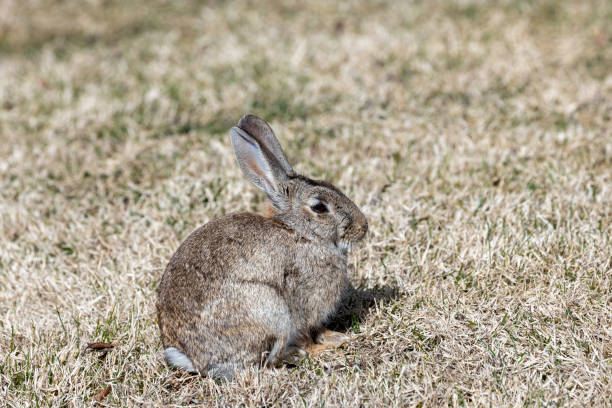 istock Wild European Rabbit (Oryctolagus cuniculus) in Casa de Campo, Madrid, Spain 1991163053