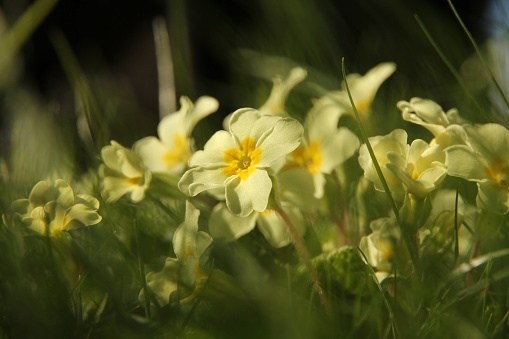 Primroses taken at ground level with shallow depth of field