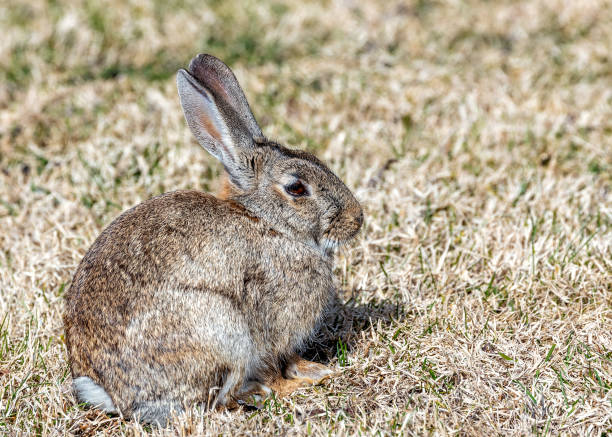 istock Wild European Rabbit (Oryctolagus cuniculus) in Casa de Campo, Madrid, Spain 1991163095