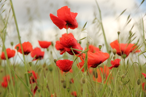 Field of red poppies taken from low angle blowing in the wind
