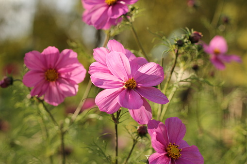 Group of pink cosmos in flower bed