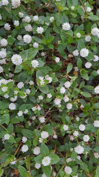 tło: amarantus kulisty lub kwiat guzika kawalerskiego (gomphrena globosa) - globe amaranth zdjęcia i obrazy z banku zdjęć