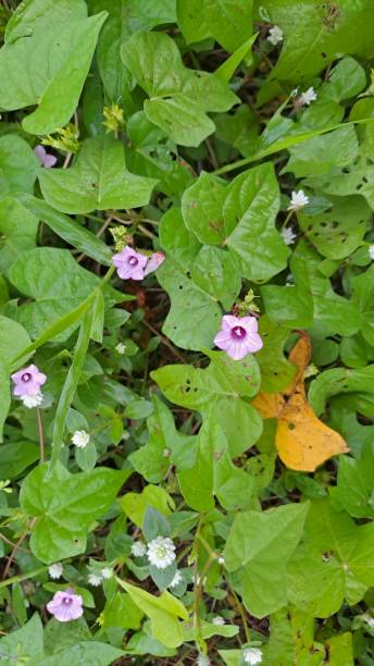 istock Background purple morning glory (Ipomoea purpurea) grows wild 1991182693