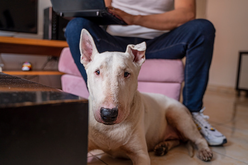 Owner aged between 45-55 years old is with his dog while he use the laptop
