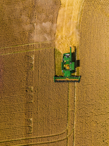 Drone view of Harvesting wheat harvester