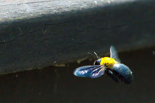 A bumblebee roams around the wooden railing to build a nest.