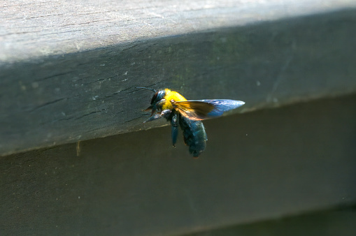 A bumblebee roams around the wooden railing to build a nest.