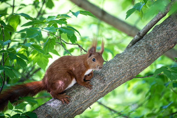 Squirrel at park stock photo