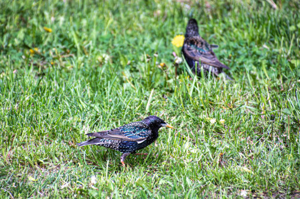 Starling on grass stock photo