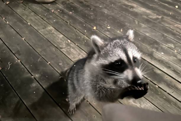 istock racoon at night around a home 1991211090